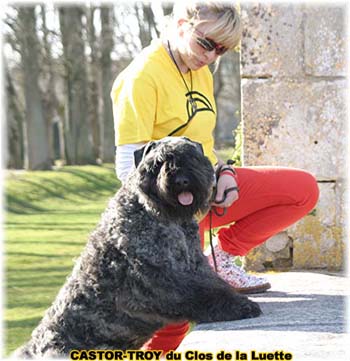 bouvier des flandres du clos de la luette - copyright d&eacute;pos&eacute;